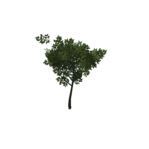 HVR Tree V01 T06 C01